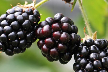 Blackberry