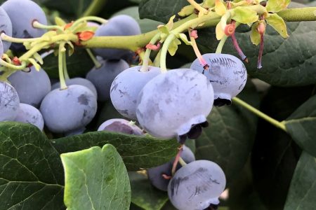 Blueberry