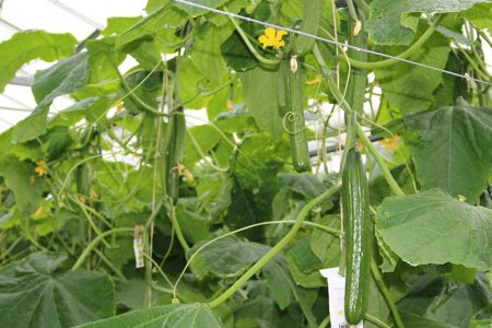 Cucumber