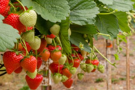 Strawberry