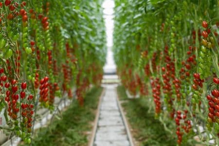 Tomato