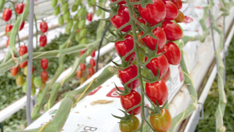 Figure 3 Botanicoir Dry XD is quick to hydrate but with very good drainage