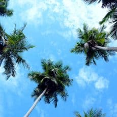 Coconut trees in Sri Lanka
