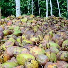 Coconuts ready for collection