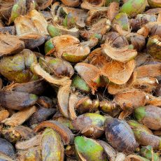 Coconut husks ready for processing