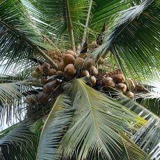 Coconuts ready for harvest