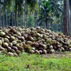 Harvested coconuts