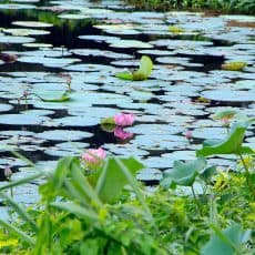 Lake at our facilities in Sri Lanka