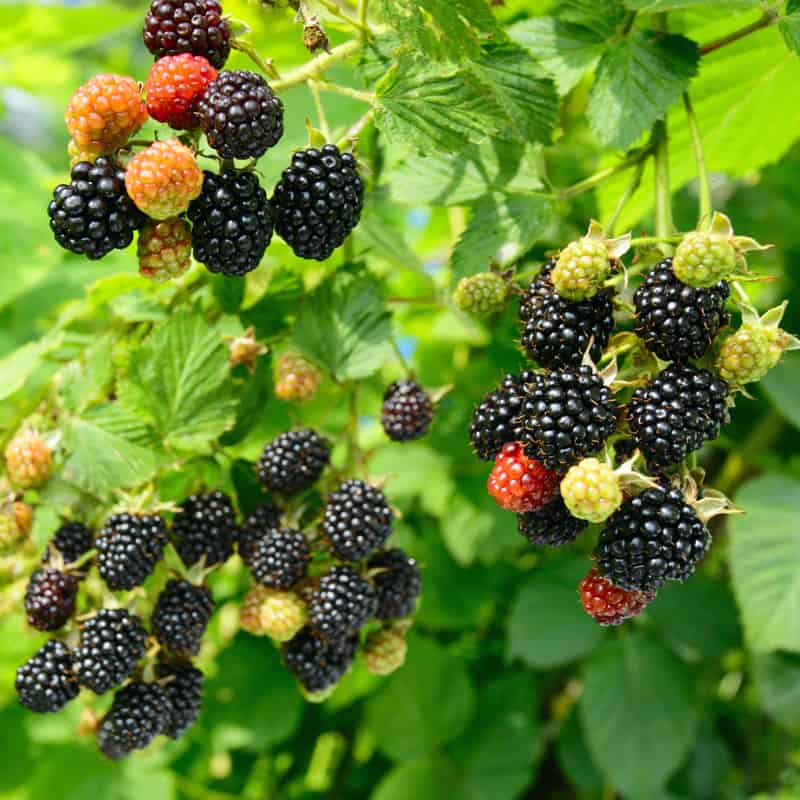 Blackberries