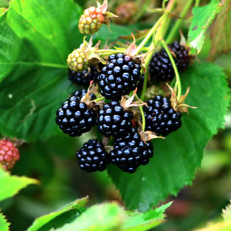 Ripe Blackberries
