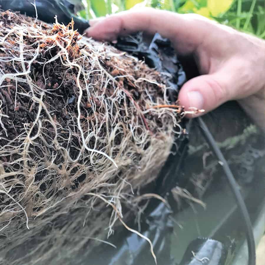 Strawberry Roots