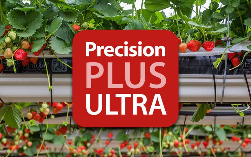 Launched Precision Plus Ultra