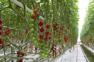Tomatoes