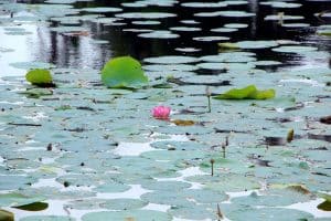 natural lake in Sri Lanka