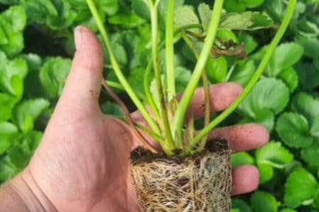 Premium propagation coir for healthy plant establishment