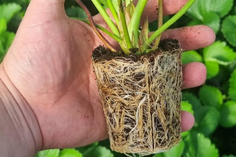 Precision Start Botanicoir Grow Cube Results - 1