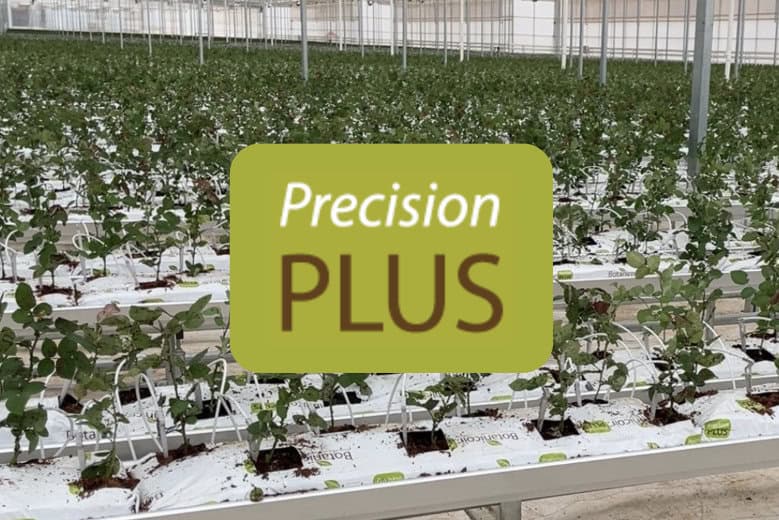 Precision Plus