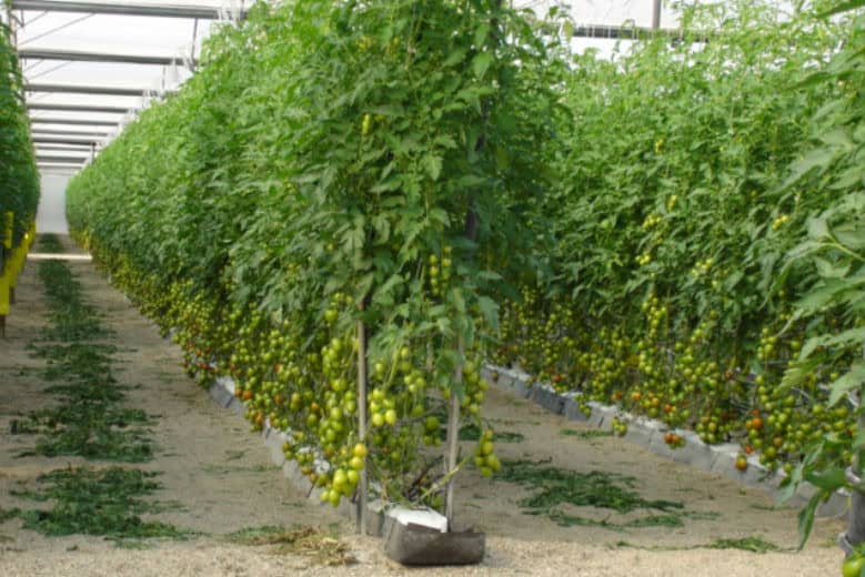 Tomato grower in Spain