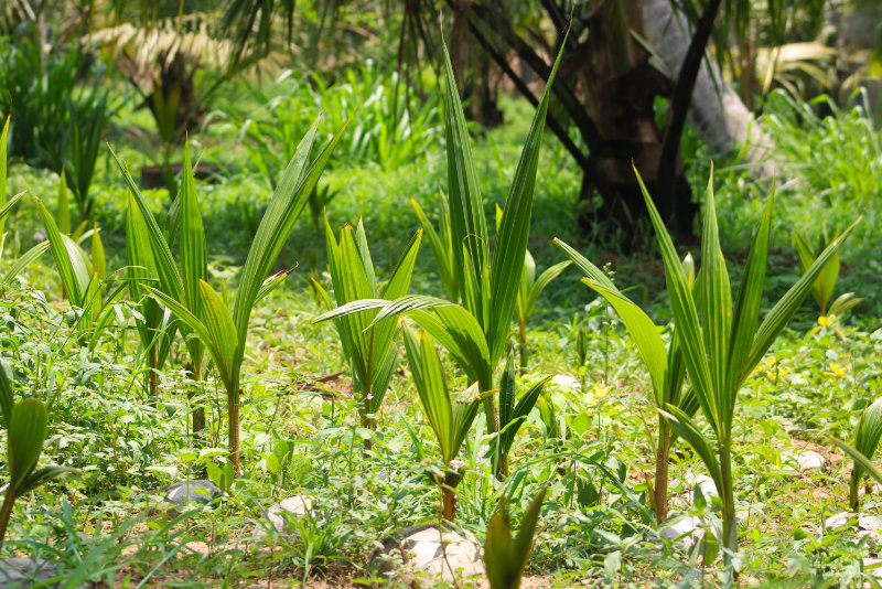 Community tree planting